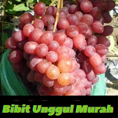 Bibit anggur import veles hasil grafting