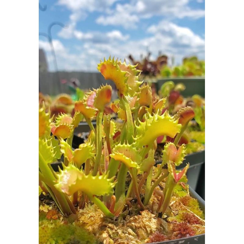 Tanaman Karnivora Venus FlyTrap Venusflytrap VFT Werewolf Ultra RARE