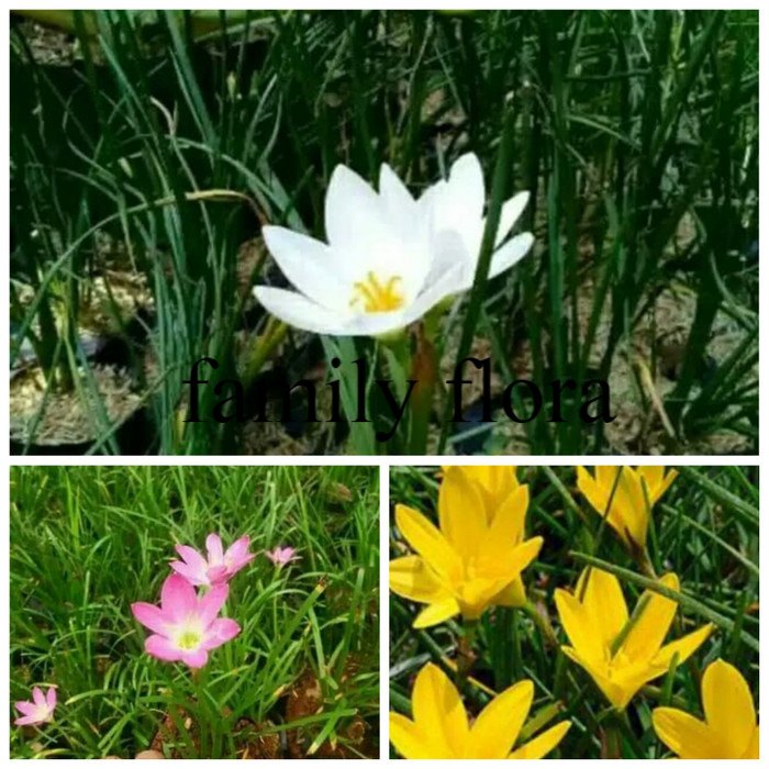 paket 3 tanaman bunga lili hujan , putih , kuning , pink