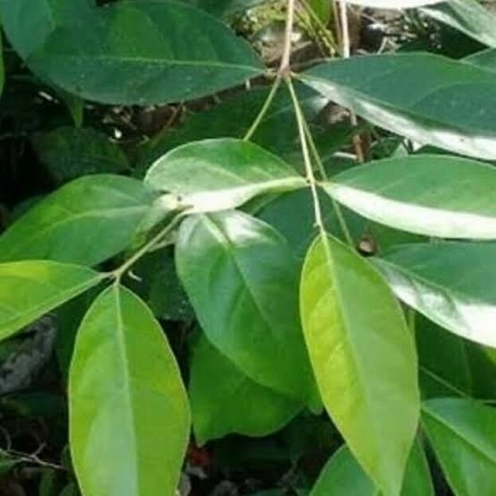 

daun salam