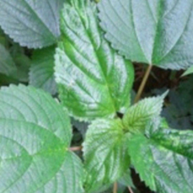 

DAUN JELATANG ATOU DAUN PULUS SEGAR per 500grm