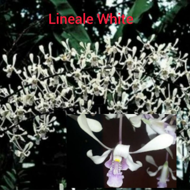 Anggrek Dendrobium Lineale white sp Papua