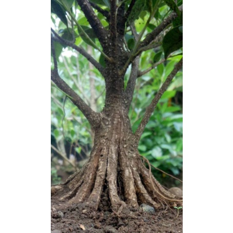 bonsai kimeng pecah batang