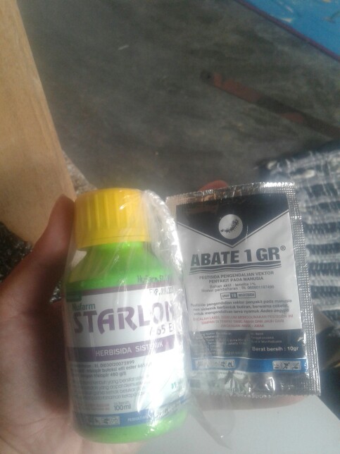 Obat Jentik Jentik Abate 10 Gram 1gr Pembasmi Basmi Uget Uget Jumantik Nyamuk Dbd Ampuh Terlaris