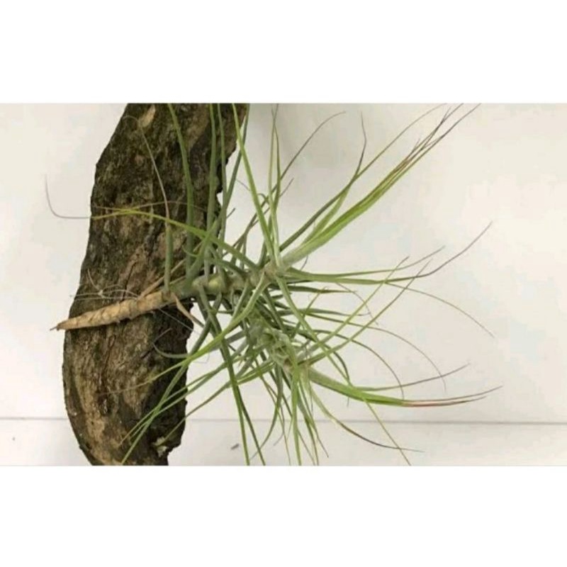 tilandsia utriculata