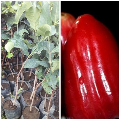 Jambu Air Citra Jumbo