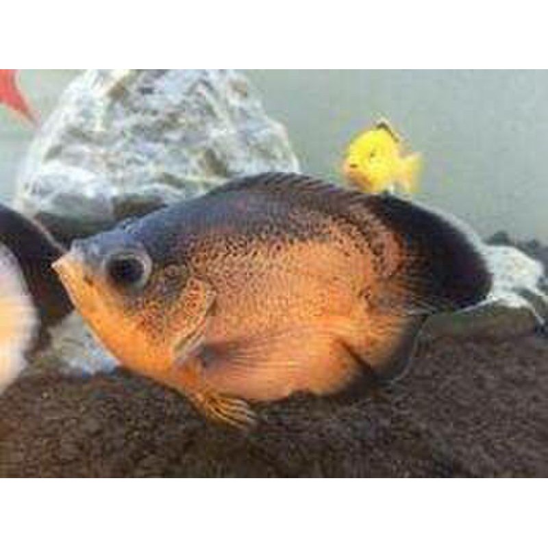 Oscar Short Body Bonsai Paris Tembaga Black Astronotus Ocellatus