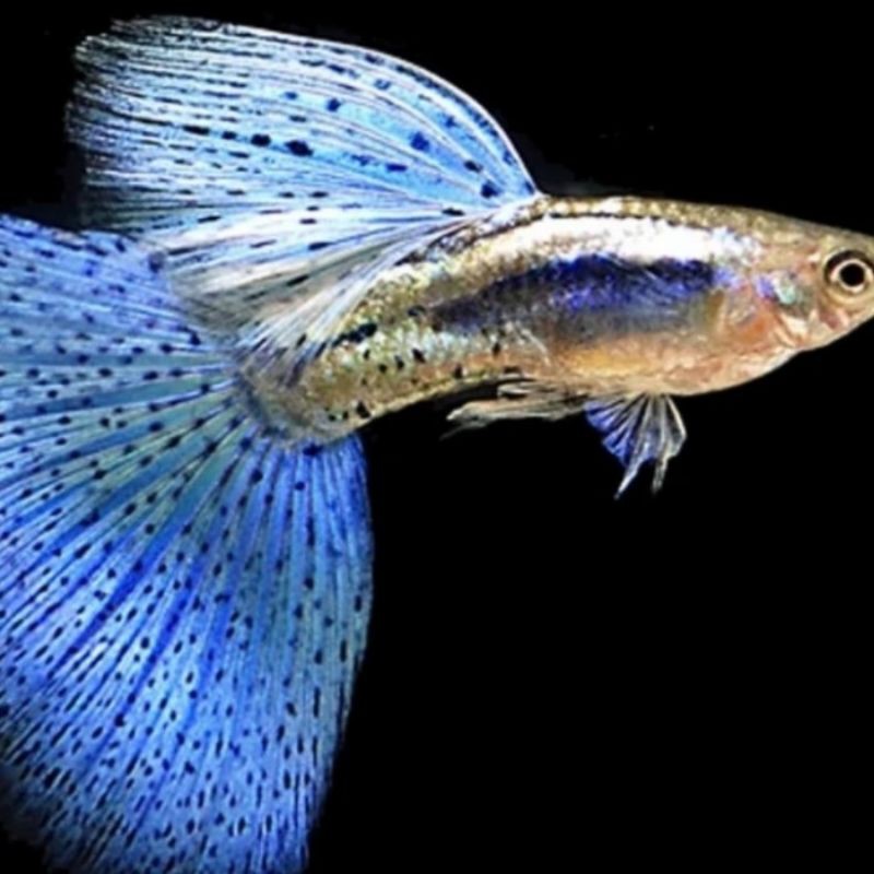 indukan ikan Guppy blue gress guppy blue grass sepasang