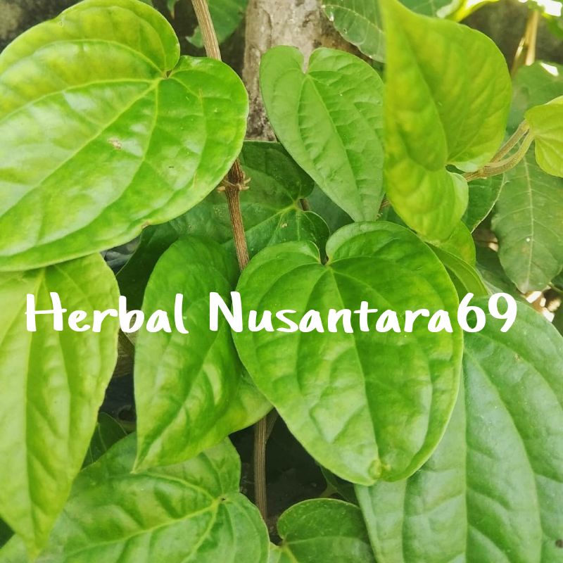

Promo Daun Sirih Pres 200gr