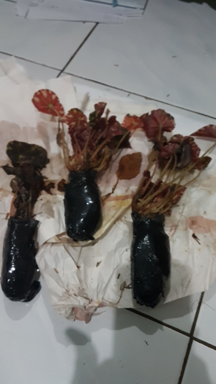 Tanaman Hias Begonia Tiger Cub