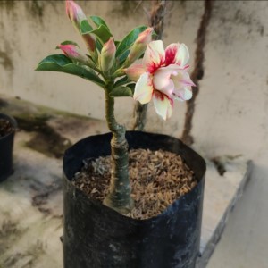 adenium kamboja jepang bunga tumpuk/mawar - putih