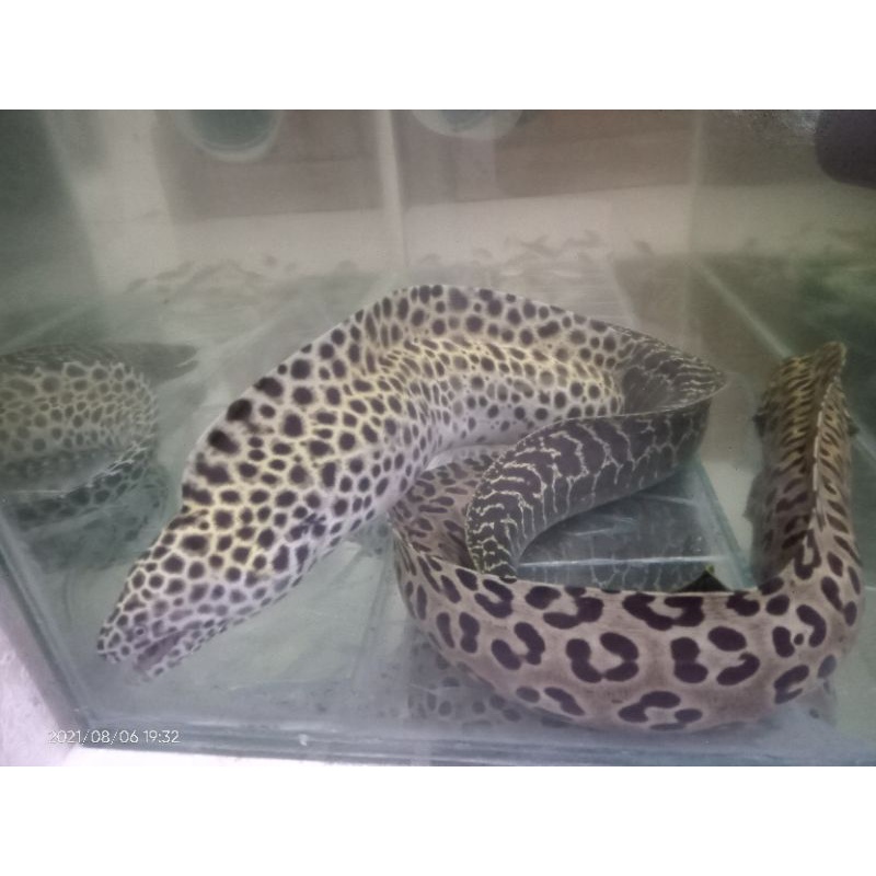 Moray / Eel / Belut Laut Hias
