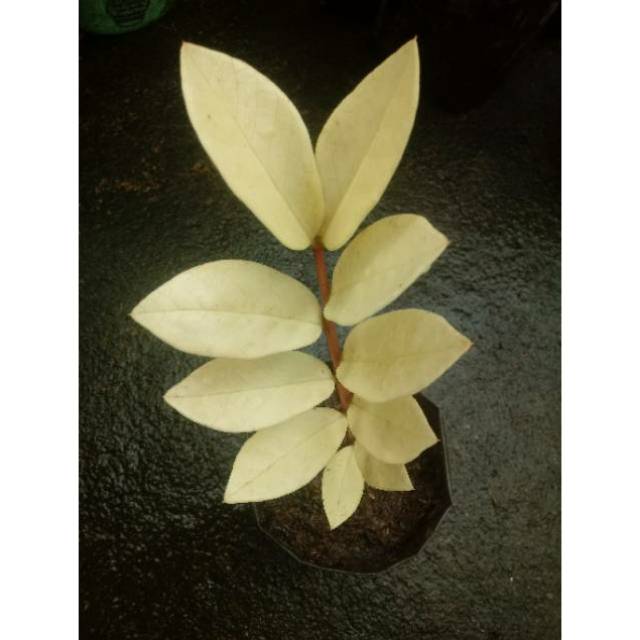 Tanaman Zamia Dollar Varigata Albino Zamia Culcas Indonesia