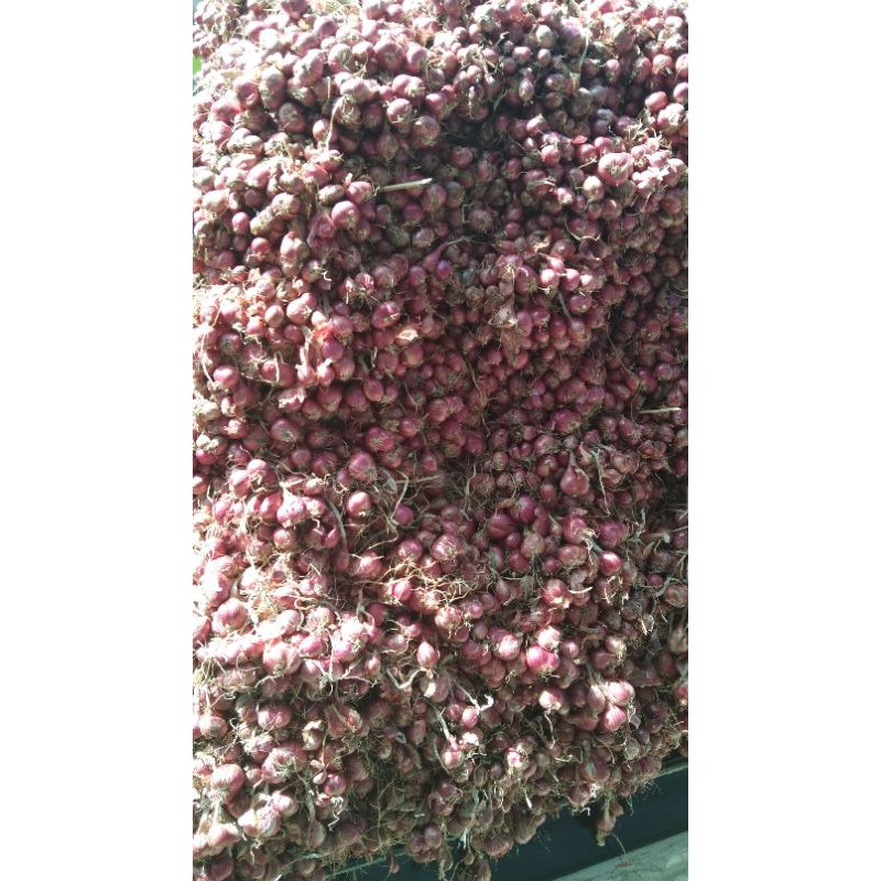 

bawang merah sedang-besar asli Probolinggo