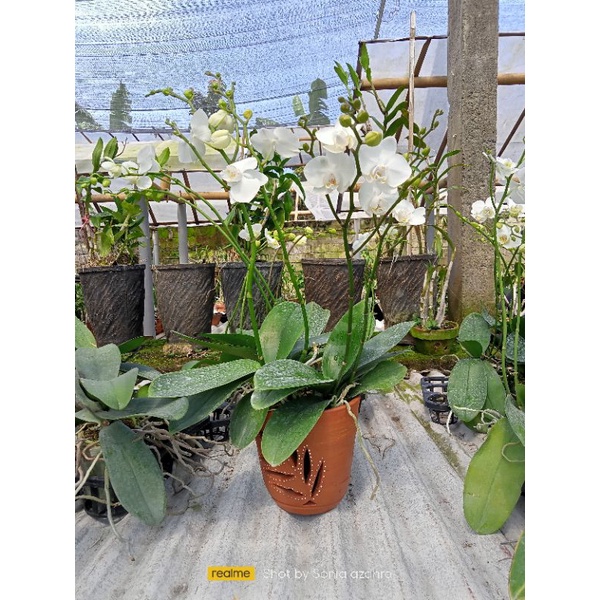 Anggrek bulan mini spike mekar