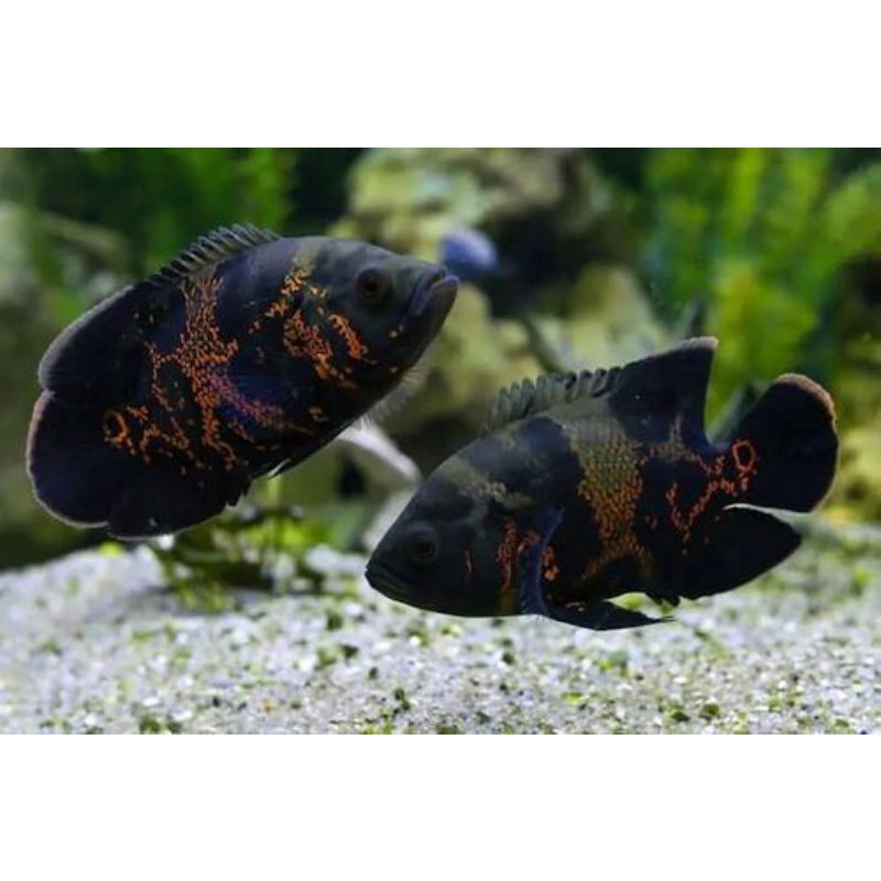 IKAN HIAS AQUARIUM IKAN OSCAR HITAM