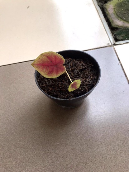 Keladi Hias Red Devil/keladi Import/red Devil