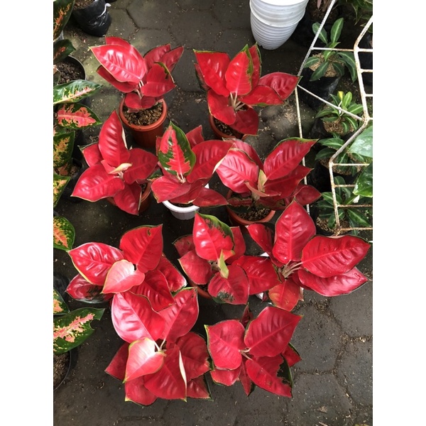 aglaonema suksom jumbo lokal