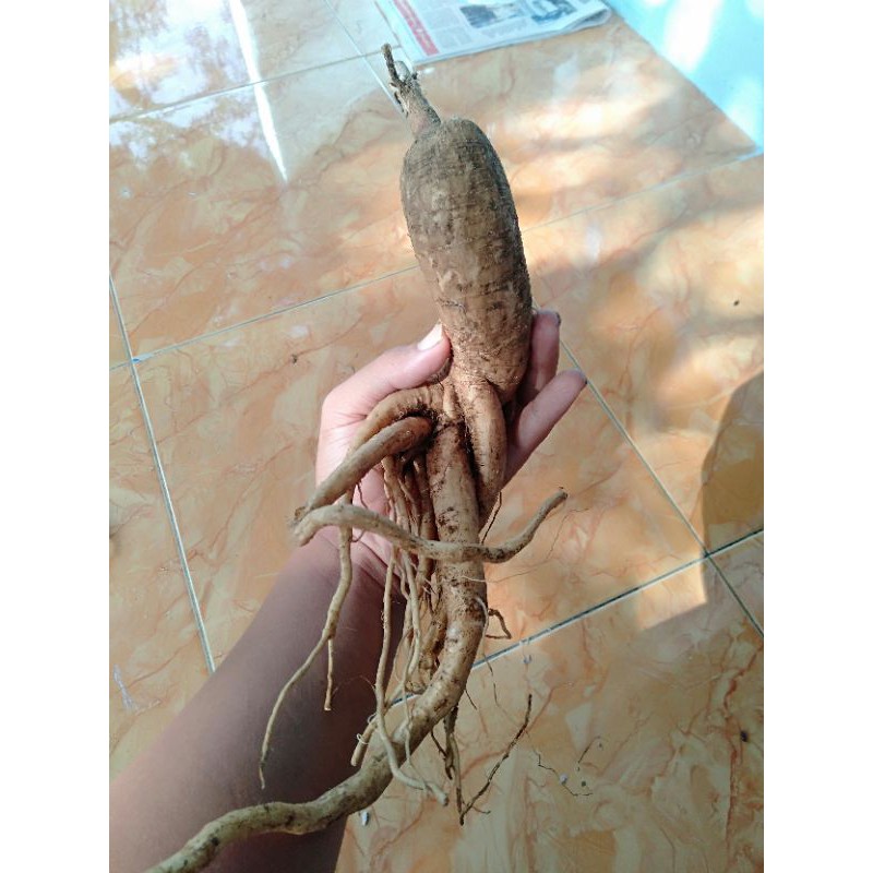 gingseng merah korea