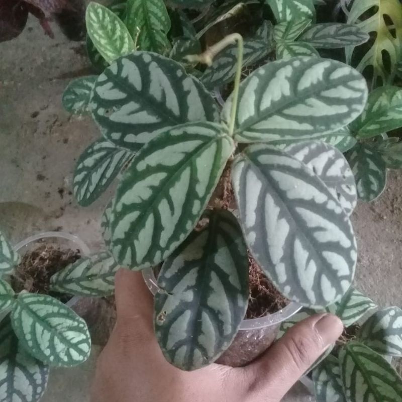 labisia sp borneo