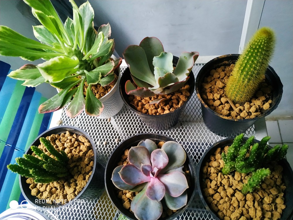 Sukulen Dan Kaktus Mini (ekor Tupai / Bajing / Hildewintera Aureispina)