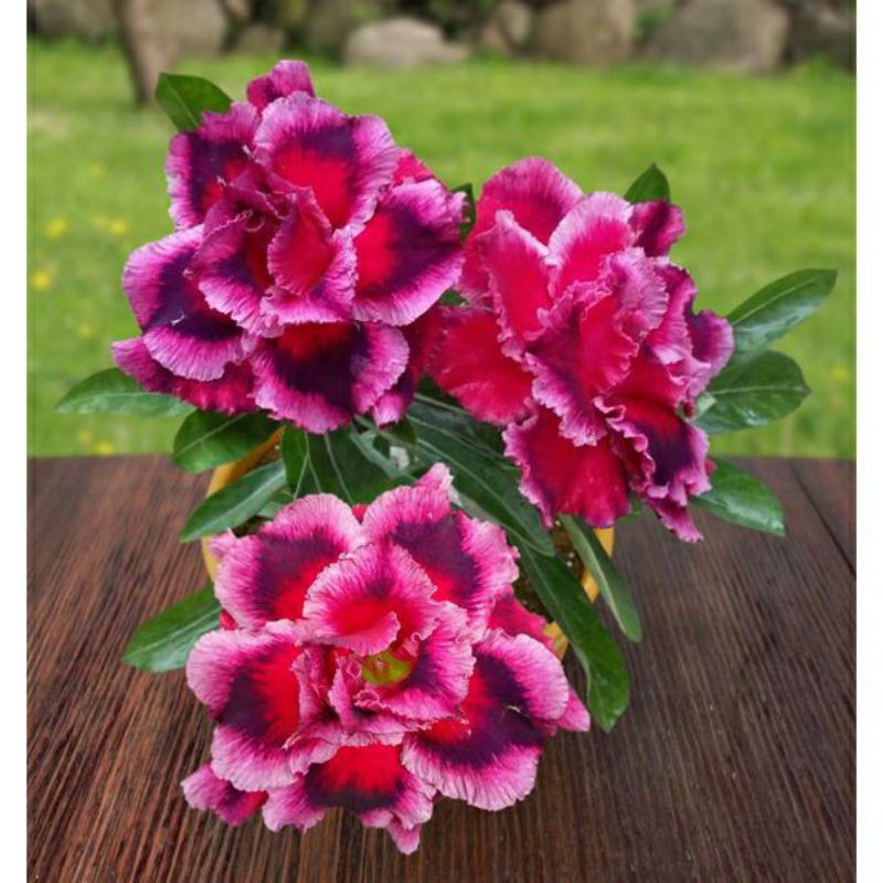 PAKET6 ADENIUM TANAMAN HIAS ADENIUM MURAH