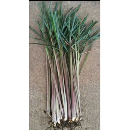 

promoSereh wangi - sereh lanang - sereh merah segar 1kg