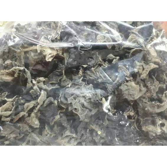 

TERMURAH jamur kuping tipis Kode 1275