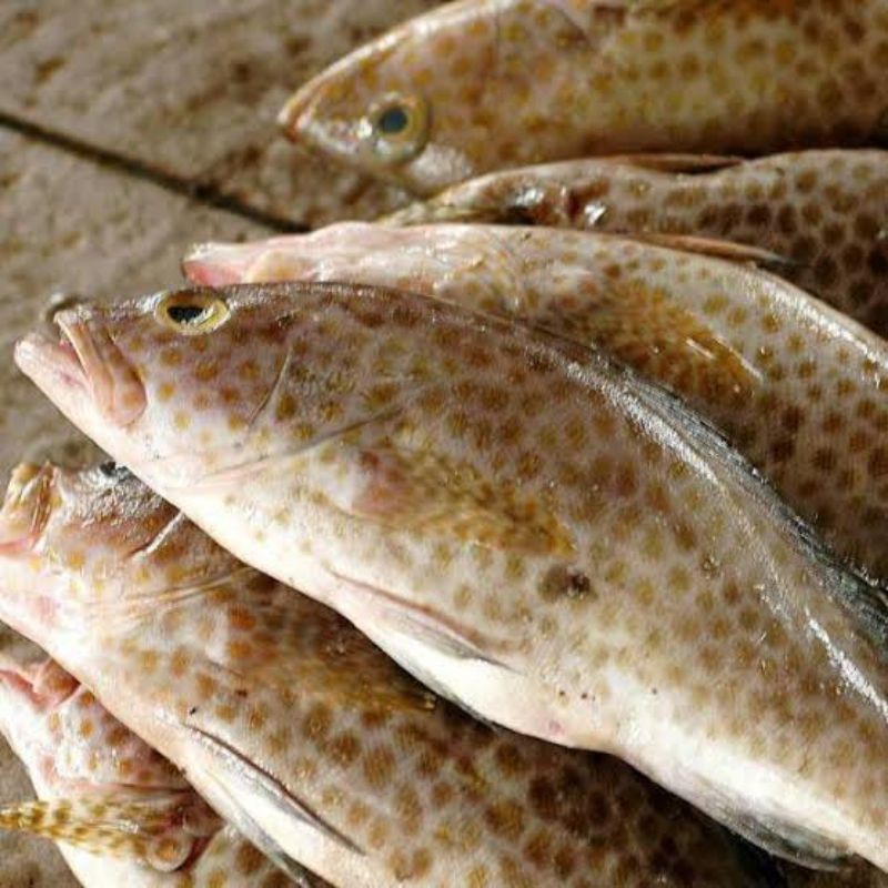 Jual Ikan Kerapu Segar Shopee Indonesia