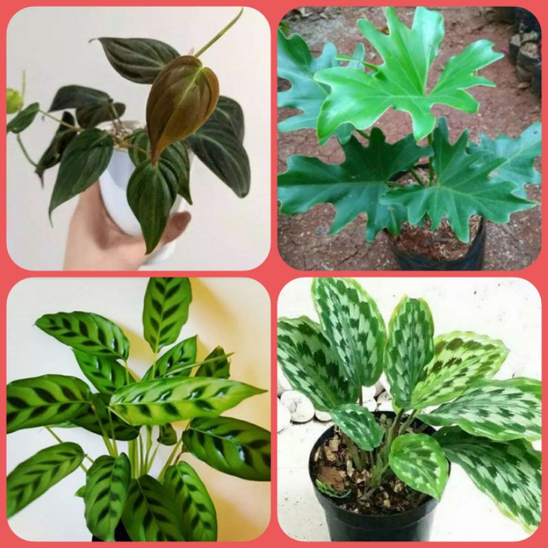 tanaman hias 4 jenis tanaman