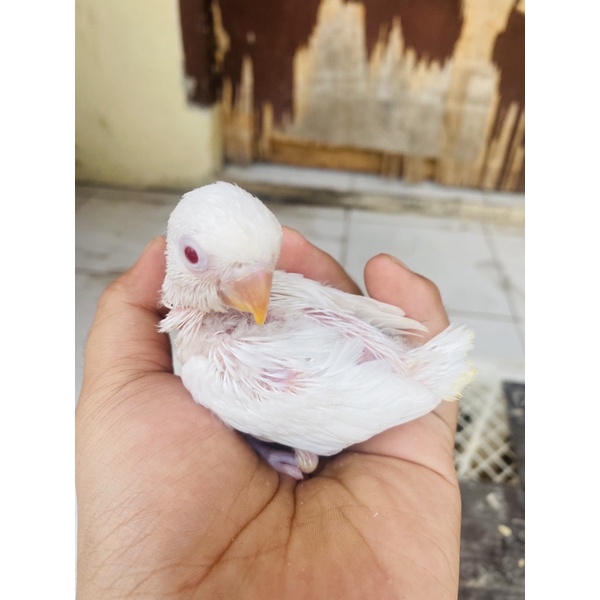 lovebird lolohan albino mm