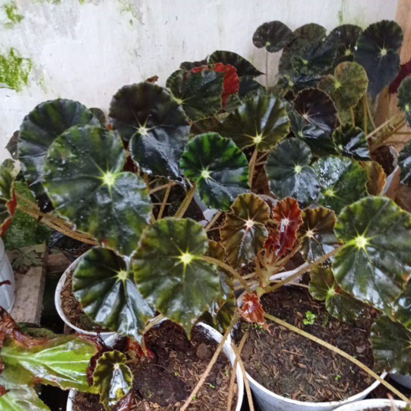 begonia