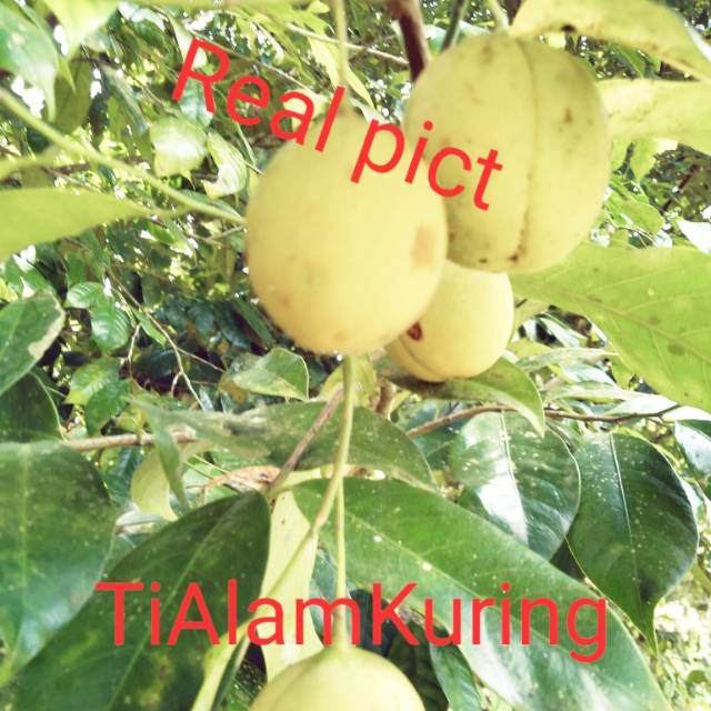 

Buah pala segar fresh langsung petik 1 kg