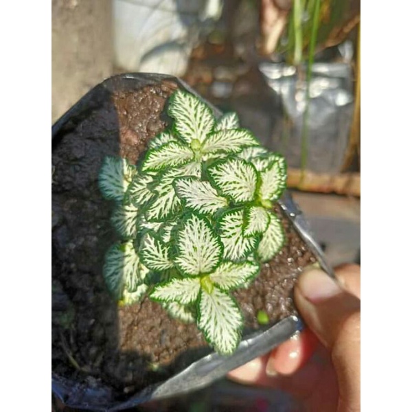 fittonia white tiger