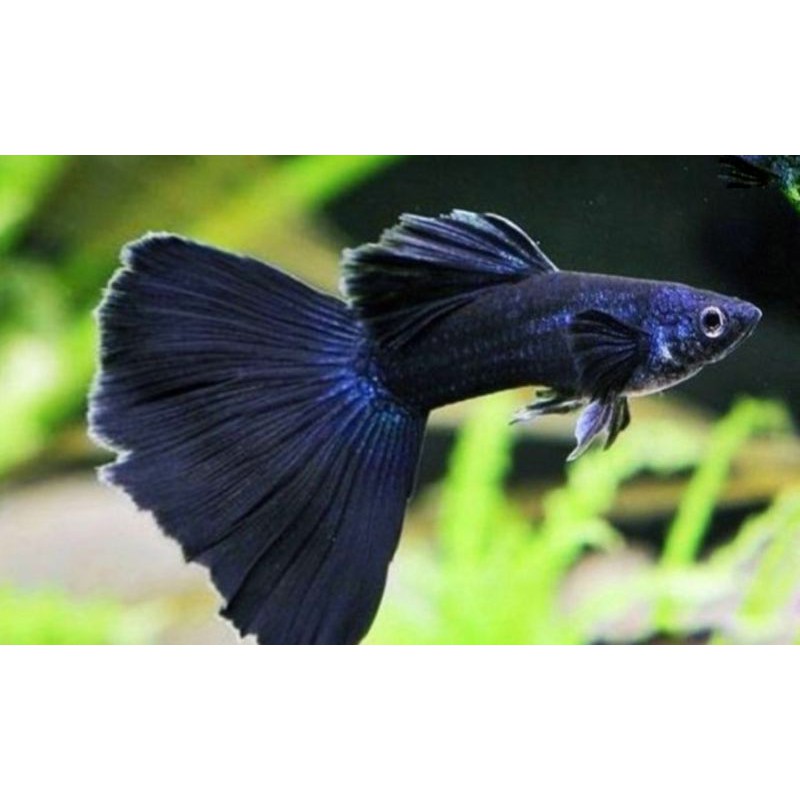 Ikan hias akuarium aquarium aquascape guppy blue moscow size M