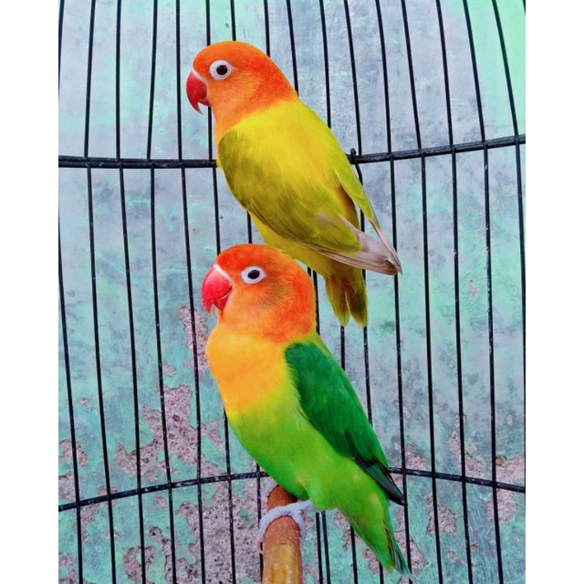 Lovebird Biola Euwing/Blue x Biola Green/Blue