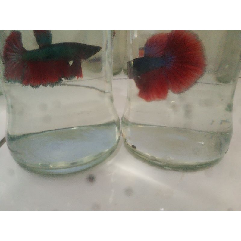 Ikan cupang HM