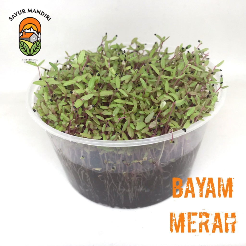 Kit Microgreen Bayam Lengkap