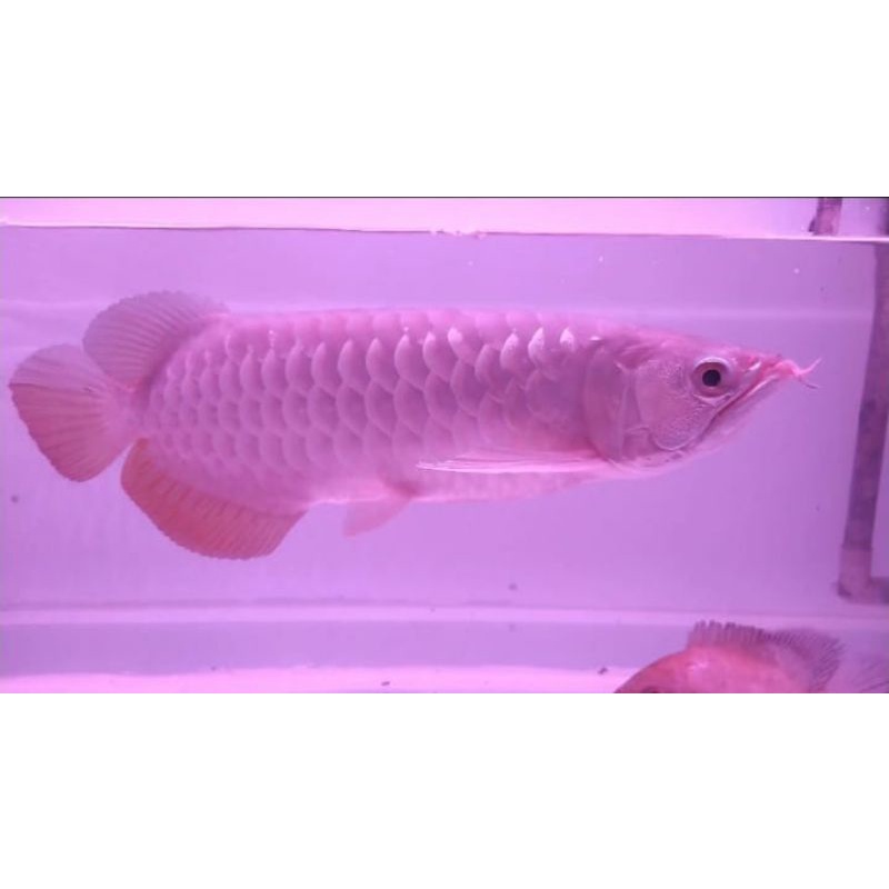 ikan arwana golden red 32 cm-+