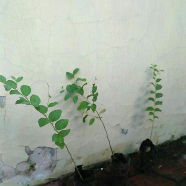 Pohon Bidara Arab / Bibit Bidara Arab / Pohon Sidr