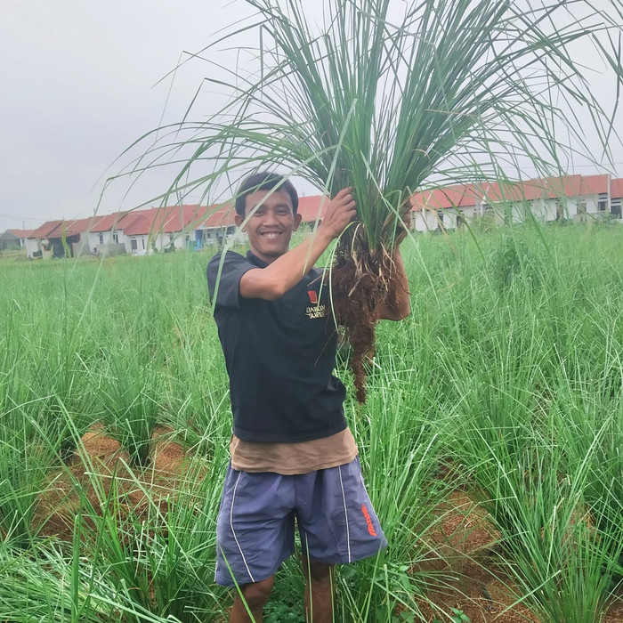 Bibit Rumput Vetiver Akar Wangi Tanaman Pencegah Erosi