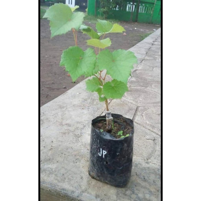 Bibit anggur import white husain Grafting Siap Berbuah