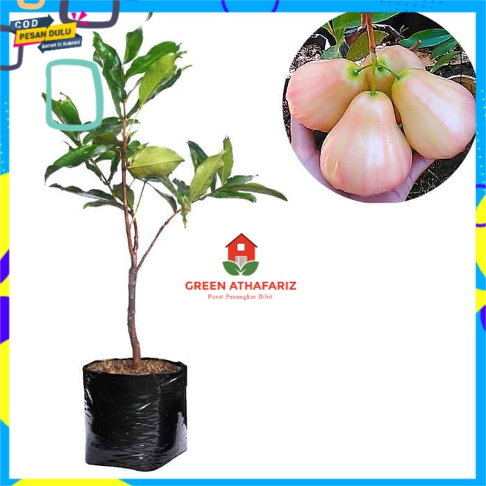 Bibit Jambu Air cincalo