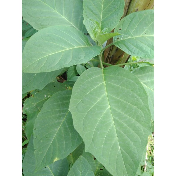 

Daun Kecubung segar, obat herbal 200g