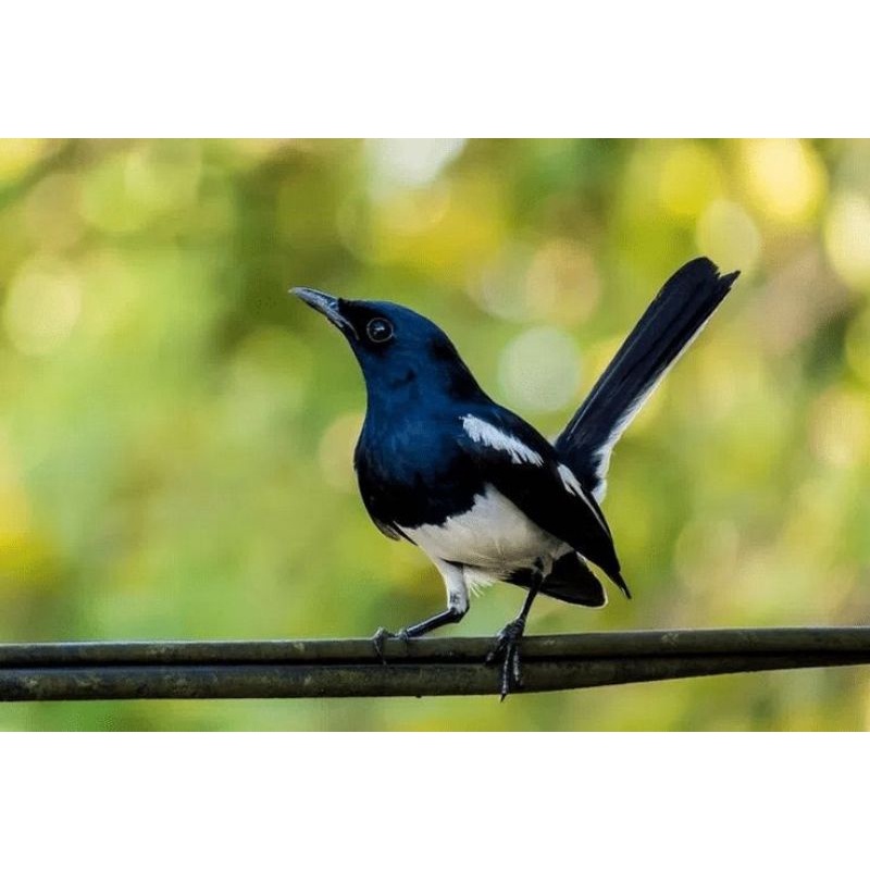 burung kacer jawa barat bahan jantan