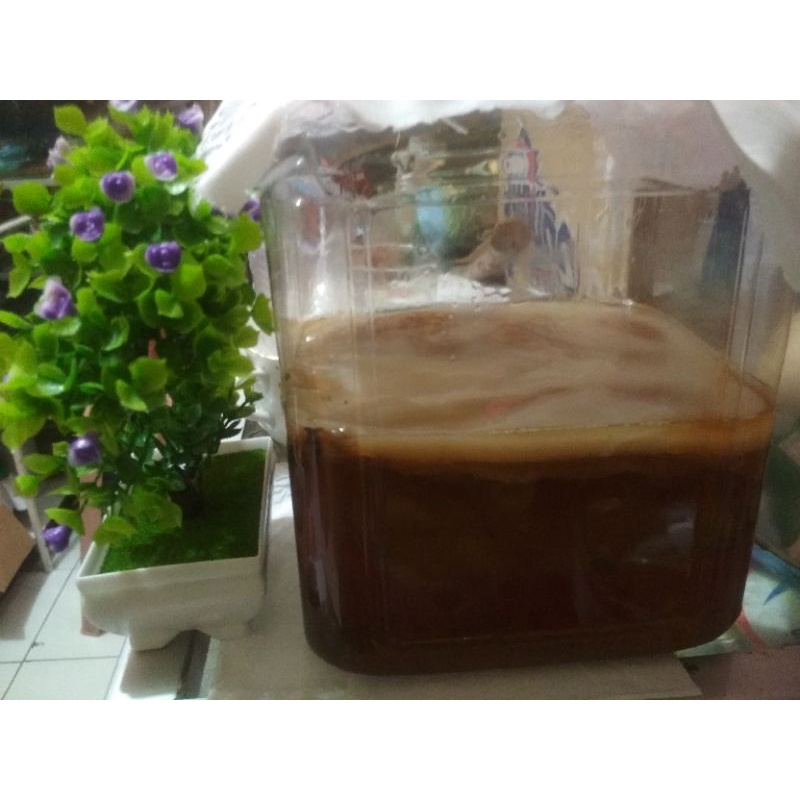 

Bibit jamur kombucha 20 cm kotak