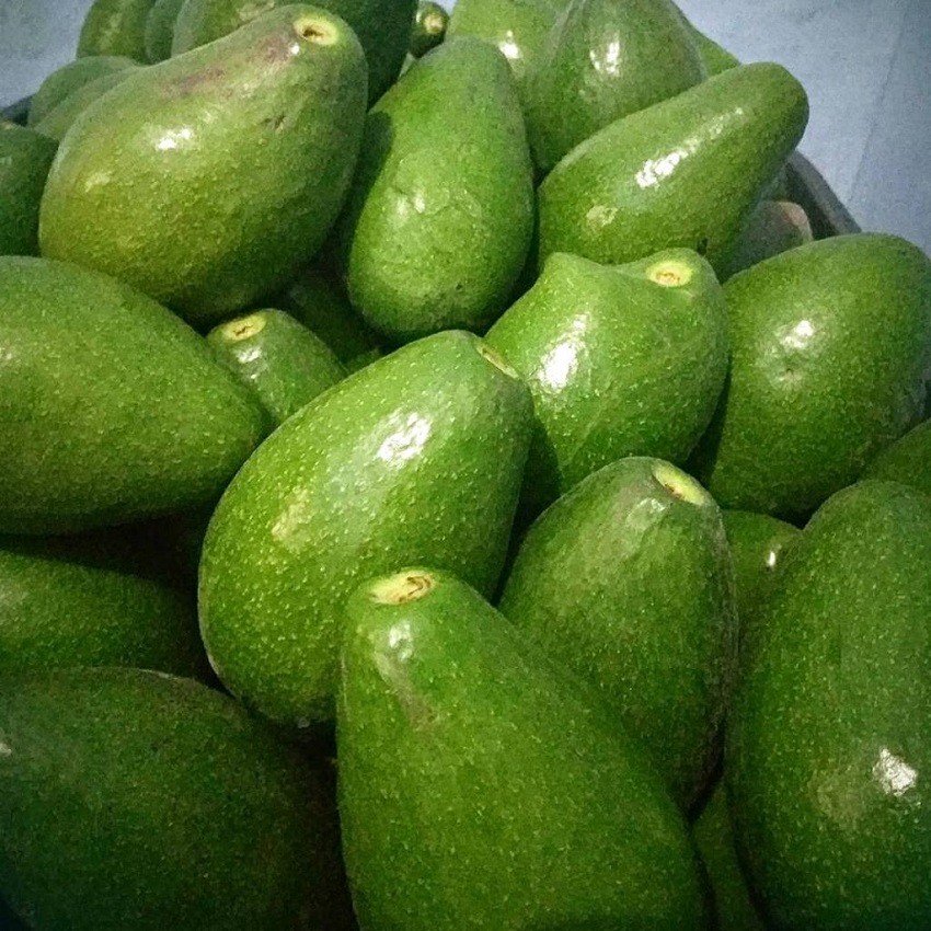 Alpukat Mentega Alpucado | Buah Alpukat Diet MP ASI