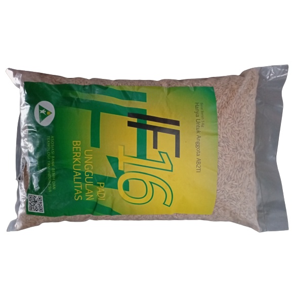 IF 16 BENIH PADI UNGGUL UNGGUL