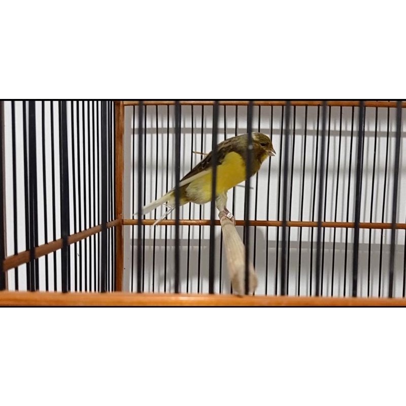 Kenari ysl jantan usia 5-6 bulan