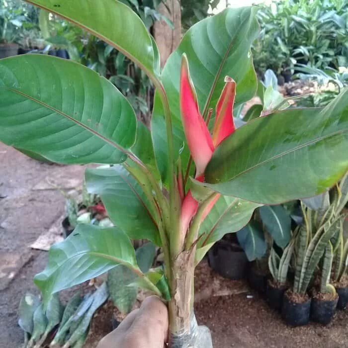 tanaman hias heliconia - pisang pisangan bali - heliconia mini